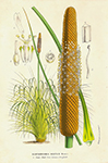 Horto Xanthorrhoea