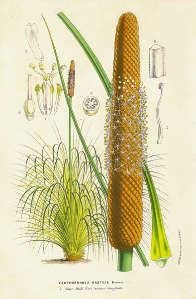 Horto Xanthorrhoea