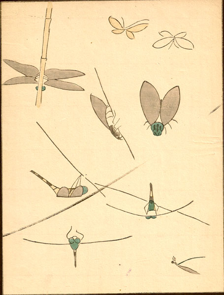 Japanese-Dragonfly