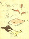 Isaac-Fish-squid