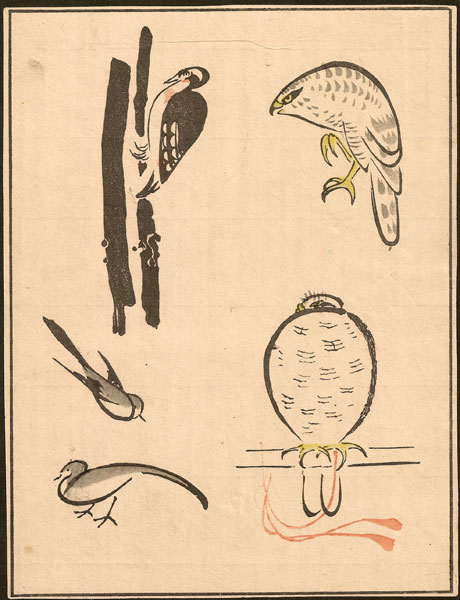 Japanese-Woodpecker-Hawk