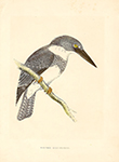 F.O. Morris Belted Kingfisher Litho