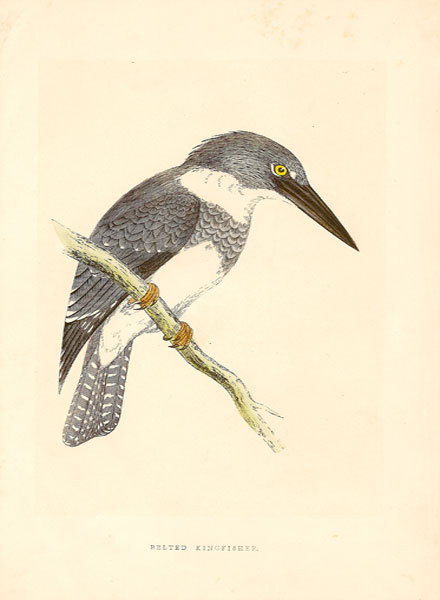 morrisbeltedkingfisher