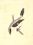 F.O. Morris Great Shrike