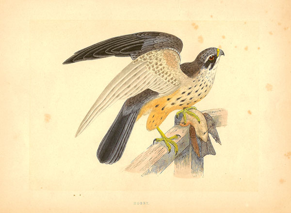 F.O. Morris Hobby Litho