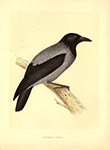 F.O. Morris Hooded Crow