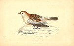 F.O. Morris Snow Bunting