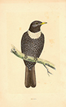 F.O. Morris Ouzel