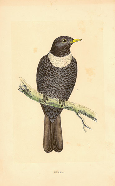 F O Morris Ouzel