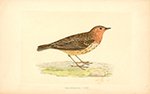F.O. Morris Red Throated Pipit