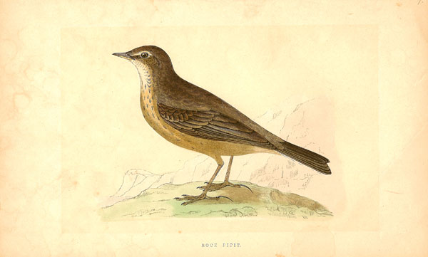 F.O. Morris Rock Pipit