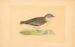 F.O. Morris Short Toed Lark