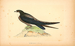 F.O. Morris Spine Tailed Swallow