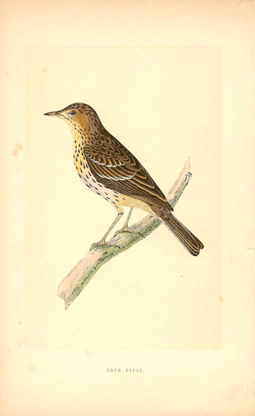 F.O. Morris Tree Pipit