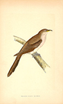 F.O. Morris Yellow Billed Cuckoo