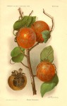 US Agriculture Delmas Persimmons