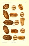 US Agriculture Pecan 1904