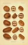 US Agriculture Pecan 1905