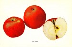 Apple - Red Canada
