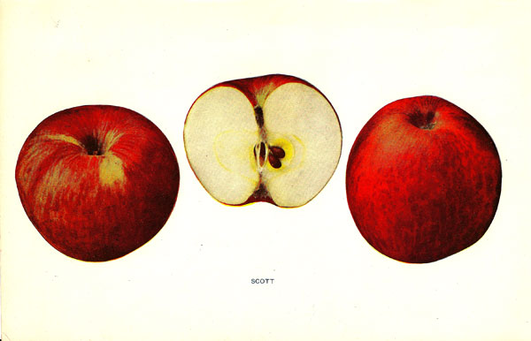 Apple - Scott