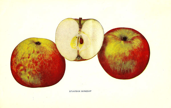 Apple - Stayman Winesap