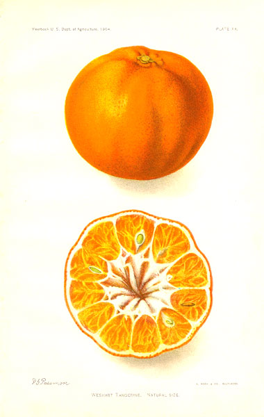 US Agriculture Weshart Tangerine