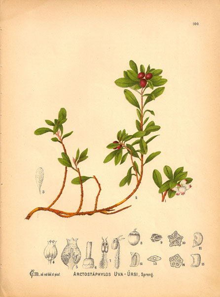 arctostaphylos