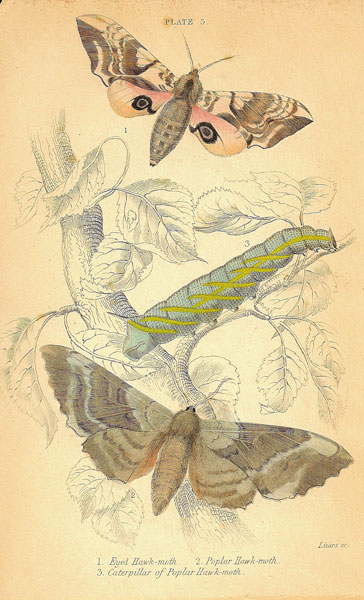 Eyed Hawk-moth Plate 3