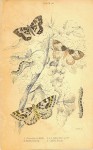Gooseberry Moth Plate 28