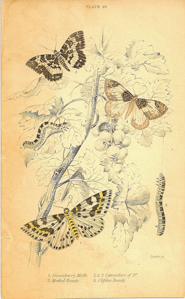 Gooseberry Moth Plate 28