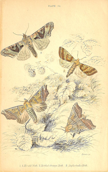 Herald Moth Plate 24