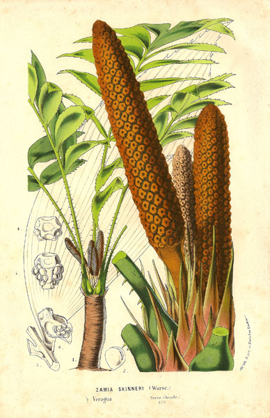 Horto-Zamia Skinneri