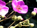 Bee in succulent 1