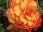 Begonia 1