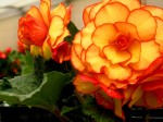 Begonia 2