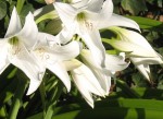 Easter Lilly's 3