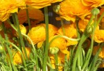 Ranunculus 2