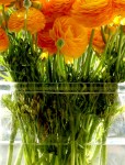 Ranunculus 1