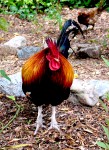 San Juan rooster