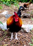San Juan rooster