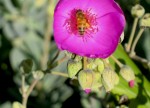 Succulent with bee