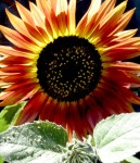 Sunflower 1