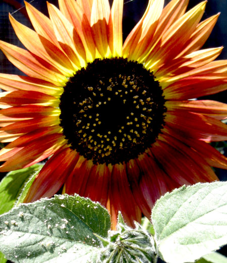 sunflower11