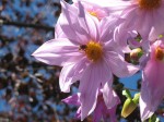 Tree dahlia with bee